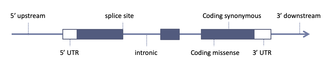 Sequence Ontology
